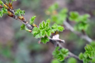 Güzel doğa, baharda büyüyen bitkiler. Frenk üzümünün taze ve taze filizleri ve güzel yeşil yaprakları..