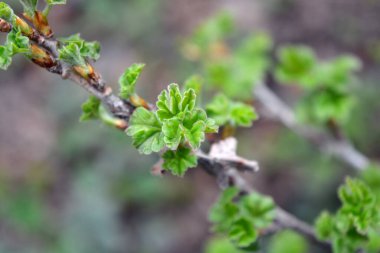 Güzel doğa, baharda büyüyen bitkiler. Frenk üzümünün taze ve taze filizleri ve güzel yeşil yaprakları..