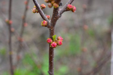 Güzel doğa, baharda büyüyen bitkiler ve çiçekler. Badem ağacının küçük pembe tomurcukları, ev bahçesinde büyüyen küçük bahar çiçekleriyle dolu bir çalılık..