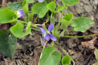 Güzel ve alışılmadık doğa, bitkiler, bahar çiçekleri. Ev bahçesinde yetişen ve paslı metal çitlerle çevrili mor menekşeler..