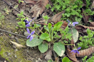 Güzel ve alışılmadık doğa, bitkiler, bahar çiçekleri. Ev bahçesinde yetişen ve paslı metal çitlerle çevrili mor menekşeler..