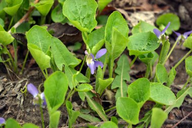 Güzel ve alışılmadık doğa, bitkiler, bahar çiçekleri. Ev bahçesinde yetişen ve paslı metal çitlerle çevrili mor menekşeler..
