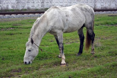 Doğa, doğanın arka planına karşı güzel hayvanlar. Gri ve sıra dışı bir at, yeşil bir çimenliğin, yeşil bir tarlanın arka planında ot yer..