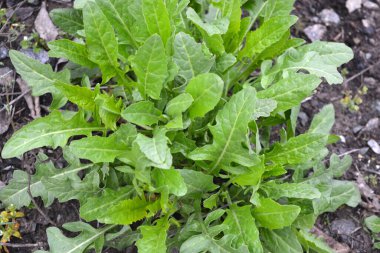 Güzel doğa, yeni yeşillik, çiçekler ve bitkilerle bahar havası. Yeşil küçük yeşillik, çimen, küçük çiçekler, yeşil çayır.