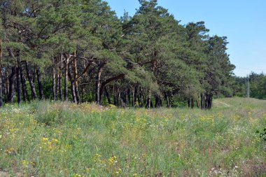 Yazın küçük bir ormanın güzel ve parlak doğası. Kuru otlarla dolu güzel bir tarla, uzun çam ağaçları, Ukrayna 'nın Dnipro şehrinde güzel mavi bir gökyüzü..