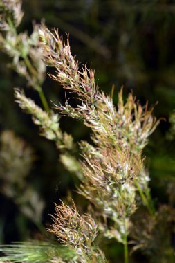 Güzel ve tekrarlanamaz doğa, yabani bitkiler ve bitkiler. Olgun otlardan küçük ve seyrek sivri dikenler, güneşli bir renkle aydınlatılmış..