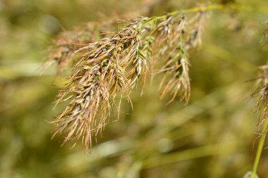 Güzel ve tekrarlanamaz doğa, yabani bitkiler ve bitkiler. Olgun otlardan küçük ve seyrek sivri dikenler, güneşli bir renkle aydınlatılmış..