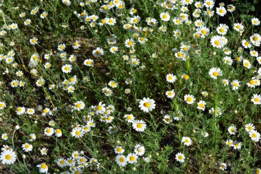 Güzel ve parlak kır çiçekleri, beyaz yapraklı küçük papatyalar, otlar ve kuru otlar..
