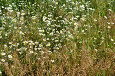 Güzel ve parlak kır çiçekleri, beyaz yapraklı küçük papatyalar, otlar ve kuru otlar..
