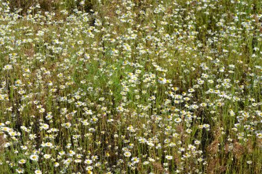 Güzel ve parlak kır çiçekleri, beyaz yapraklı küçük papatyalar, otlar ve kuru otlar..