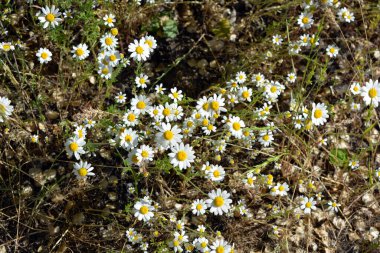 Güzel ve parlak kır çiçekleri, beyaz yapraklı küçük papatyalar, otlar ve kuru otlar..