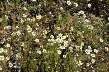 Güzel ve parlak kır çiçekleri, beyaz yapraklı küçük papatyalar, otlar ve kuru otlar..