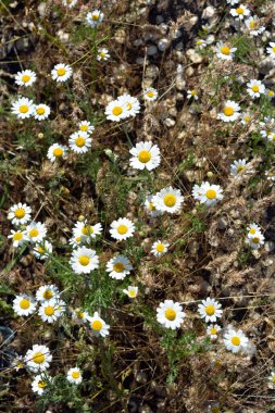 Güzel ve parlak kır çiçekleri, beyaz yapraklı küçük papatyalar, otlar ve kuru otlar..