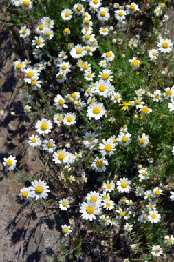 Güzel ve parlak kır çiçekleri, beyaz yapraklı küçük papatyalar, otlar ve kuru otlar..
