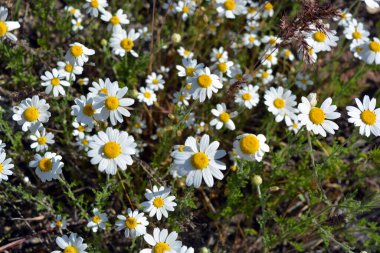 Güzel ve parlak kır çiçekleri, beyaz yapraklı küçük papatyalar, otlar ve kuru otlar..