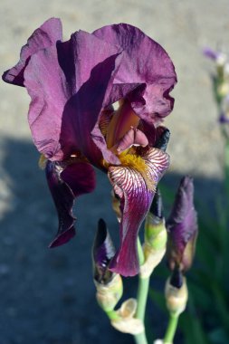 İlkbaharın sonlarında ev bahçesinde güzel ve parlak çiçekler açarlar. Koyu mor, sarı, pembe, güzel tomurcuklu şenlikli süsen çiçekleri..