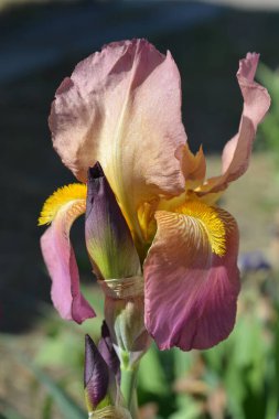 İlkbaharın sonlarında ev bahçesinde güzel ve parlak çiçekler açarlar. Koyu mor, sarı, pembe, güzel tomurcuklu şenlikli süsen çiçekleri..