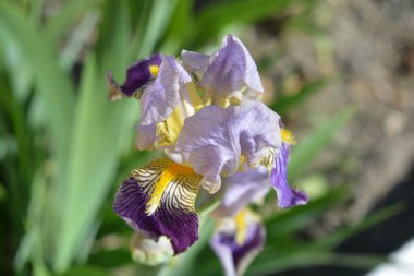 İlkbaharın sonlarında ev bahçesinde güzel ve parlak çiçekler açarlar. Koyu mor, sarı, pembe, güzel tomurcuklu şenlikli süsen çiçekleri..
