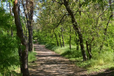 Yazın küçük bir ormanın güzel ve parlak doğası. Kuru otlarla dolu güzel bir tarla, uzun çam ağaçları, Ukrayna 'nın Dnipro şehrinde güzel mavi bir gökyüzü..
