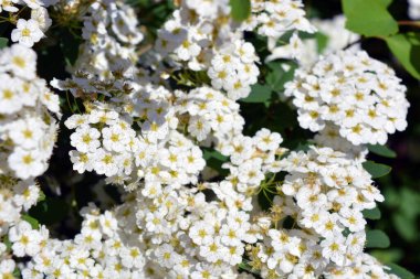 Güzel ve şenlikli çiçekler, Spiraea Alba 'nın çiçek açan çalıları, çayırçiçeği, beyaz çayır tatlısı, dar yapraklı çayır otu, soluk gelincik otu, ya da boru kökü, yeşil yaprakların arka planında beyaz ve parlak küçük çiçeklerle.