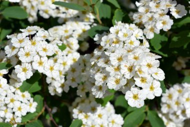 Güzel ve şenlikli çiçekler, Spiraea Alba 'nın çiçek açan çalıları, çayırçiçeği, beyaz çayır tatlısı, dar yapraklı çayır otu, soluk gelincik otu, ya da boru kökü, yeşil yaprakların arka planında beyaz ve parlak küçük çiçeklerle.