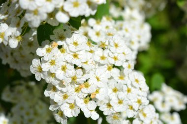 Güzel ve şenlikli çiçekler, Spiraea Alba 'nın çiçek açan çalıları, çayırçiçeği, beyaz çayır tatlısı, dar yapraklı çayır otu, soluk gelincik otu, ya da boru kökü, yeşil yaprakların arka planında beyaz ve parlak küçük çiçeklerle.