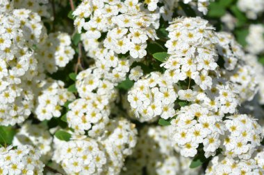 Güzel ve şenlikli çiçekler, Spiraea Alba 'nın çiçek açan çalıları, çayırçiçeği, beyaz çayır tatlısı, dar yapraklı çayır otu, soluk gelincik otu, ya da boru kökü, yeşil yaprakların arka planında beyaz ve parlak küçük çiçeklerle.