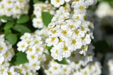 Güzel ve şenlikli çiçekler, Spiraea Alba 'nın çiçek açan çalıları, çayırçiçeği, beyaz çayır tatlısı, dar yapraklı çayır otu, soluk gelincik otu, ya da boru kökü, yeşil yaprakların arka planında beyaz ve parlak küçük çiçeklerle.