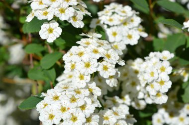 Güzel ve şenlikli çiçekler, Spiraea Alba 'nın çiçek açan çalıları, çayırçiçeği, beyaz çayır tatlısı, dar yapraklı çayır otu, soluk gelincik otu, ya da boru kökü, yeşil yaprakların arka planında beyaz ve parlak küçük çiçeklerle.