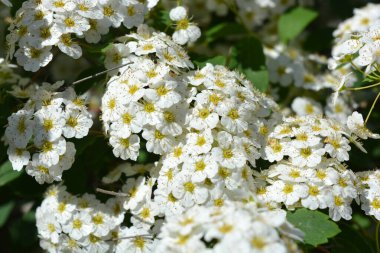 Güzel ve şenlikli çiçekler, Spiraea Alba 'nın çiçek açan çalıları, çayırçiçeği, beyaz çayır tatlısı, dar yapraklı çayır otu, soluk gelincik otu, ya da boru kökü, yeşil yaprakların arka planında beyaz ve parlak küçük çiçeklerle.