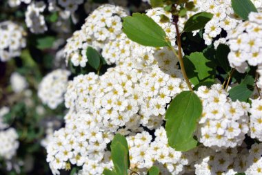 Güzel ve şenlikli çiçekler, Spiraea Alba 'nın çiçek açan çalıları, çayırçiçeği, beyaz çayır tatlısı, dar yapraklı çayır otu, soluk gelincik otu, ya da boru kökü, yeşil yaprakların arka planında beyaz ve parlak küçük çiçeklerle.