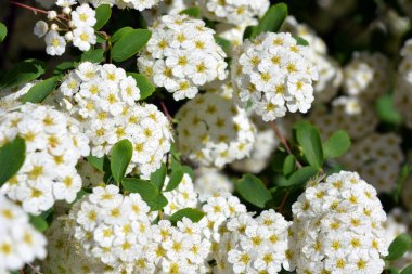 Güzel ve şenlikli çiçekler, Spiraea Alba 'nın çiçek açan çalıları, çayırçiçeği, beyaz çayır tatlısı, dar yapraklı çayır otu, soluk gelincik otu, ya da boru kökü, yeşil yaprakların arka planında beyaz ve parlak küçük çiçeklerle.