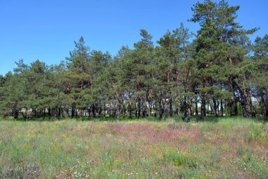 Yazın küçük bir ormanın güzel ve parlak doğası. Kuru otlarla dolu güzel bir tarla, uzun çam ağaçları, Ukrayna 'nın Dnipro şehrinde güzel mavi bir gökyüzü..
