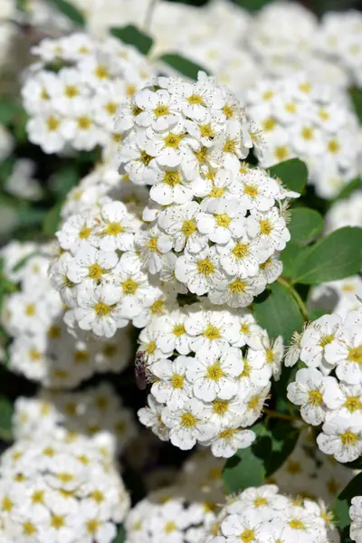 Güzel ve şenlikli çiçekler, Spiraea Alba 'nın çiçek açan çalıları, çayırçiçeği, beyaz çayır tatlısı, dar yapraklı çayır otu, soluk gelincik otu, ya da boru kökü, yeşil yaprakların arka planında beyaz ve parlak küçük çiçeklerle.