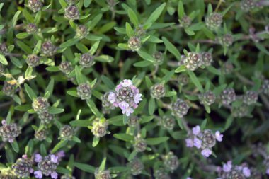 Bahar çiçeklerinin güzel çiçekli arka planı. Sarı kumda yetişen kekik kokan bir tarla bitkisinin mor çiçekleri..