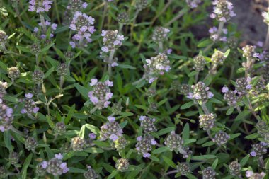 Bahar çiçeklerinin güzel çiçekli arka planı. Sarı kumda yetişen kekik kokan bir tarla bitkisinin mor çiçekleri..