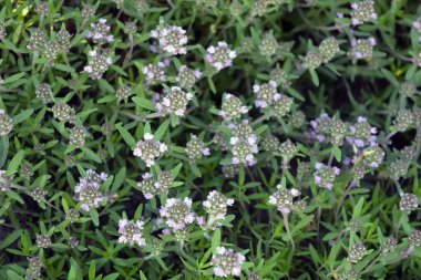 Bahar çiçeklerinin güzel çiçekli arka planı. Sarı kumda yetişen kekik kokan bir tarla bitkisinin mor çiçekleri..
