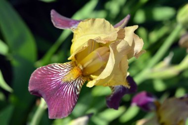 Parlak ve renkli doğa, yeşillik, yeşillik ve baharda çiçek açan çalılar ve ağaçlar. Yeşil yapraklı güzel mor süsen çiçekleri..