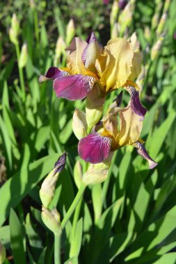 Parlak ve renkli doğa, yeşillik, yeşillik ve baharda çiçek açan çalılar ve ağaçlar. Yeşil yapraklı güzel mor süsen çiçekleri..