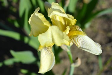 Parlak ve renkli doğa, yeşillik, yeşillik ve baharda çiçek açan çalılar ve ağaçlar. Yeşil yapraklı güzel sarı süsen çiçekleri..