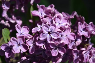 Alışılmadık bitkiler, büyük çalılar, yazın renkli doğa. Koyu ve açık mor çiçekli leylak çalıları Şırınga, dezavantaj, parlak güneş ışığıyla aydınlatılmış.