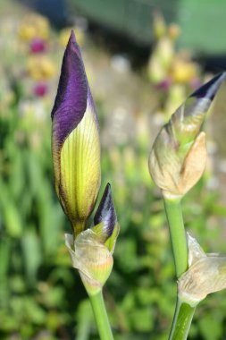 Parlak ve renkli doğa, yeşillik, yeşillik ve baharda çiçek açan çalılar ve ağaçlar. Yeşil yapraklı güzel mor süsen çiçekleri..