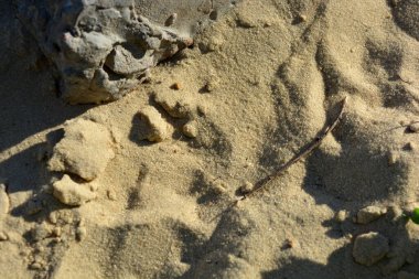 Doğa, büyük beton yapı taşları olan altın kumlar.