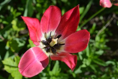 Baharda açan çiçekler ve bitkilerle güzel, parlak bir doğa. Büyük kırmızı, sarı ve beyaz laleler ev bahçesindeki güneş ışınlarının altında büyüyor..
