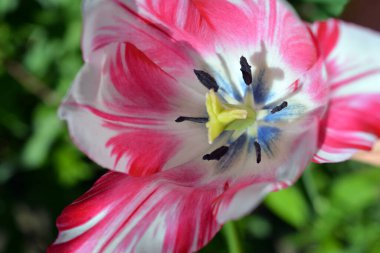 Baharda açan çiçekler ve bitkilerle güzel, parlak bir doğa. Ev bahçesinde güneşin altında büyüyen büyük kırmızı ve beyaz laleler..