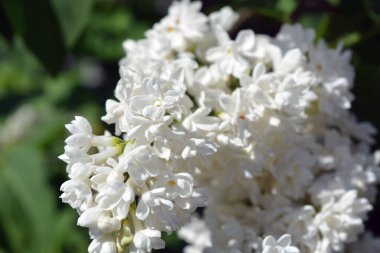 Parlak ve renkli doğa, yeşillik, baharda yeşil çalılar ve ağaçlar. Beyaz çiçekli leylak çalıları, şırınga, dezavantaj, parlak güneş ışığıyla aydınlatılmış..