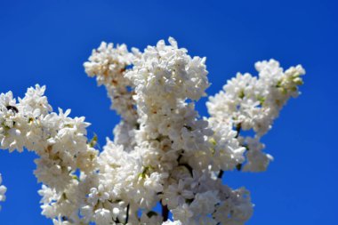 Parlak ve renkli doğa, yeşillik, baharda yeşil çalılar ve ağaçlar. Beyaz çiçekli leylak çalıları, şırınga, dezavantaj, parlak güneş ışığıyla aydınlatılmış..