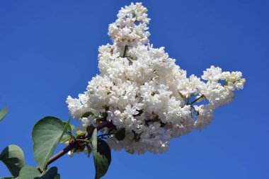 Parlak ve renkli doğa, yeşillik, baharda yeşil çalılar ve ağaçlar. Beyaz çiçekli leylak çalıları, şırınga, dezavantaj, parlak güneş ışığıyla aydınlatılmış..
