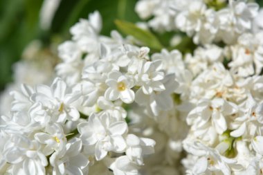 Parlak ve renkli doğa, yeşillik, baharda yeşil çalılar ve ağaçlar. Beyaz çiçekli leylak çalıları, şırınga, dezavantaj, parlak güneş ışığıyla aydınlatılmış..