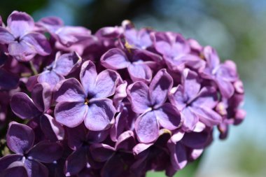 Alışılmadık bitkiler, büyük çalılar, yazın renkli doğa. Koyu ve açık mor çiçekli leylak çalıları Şırınga, dezavantaj, parlak güneş ışığıyla aydınlatılmış.